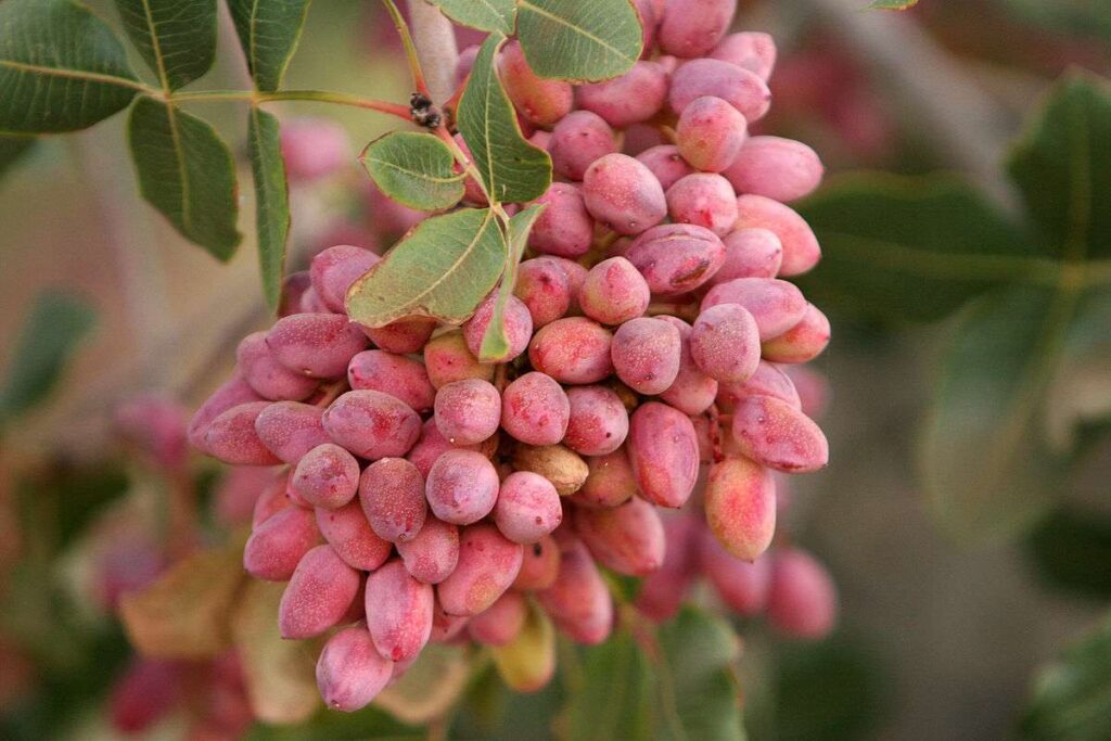 خوشه‌های تازه پسته روی درخت
